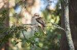 Kookaburra Gracefully Sitting In A Tree Stock Photo