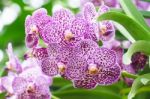 Purple Mokara Hybrids Orchid In Garden Stock Photo