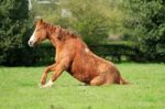 Brown Horse Getting Up Stock Photo