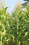 Corn Field Stock Photo