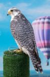 Peregrine Falcon Bird Of Prey Stock Photo