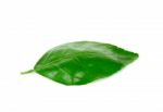 Lime Leaf Isolated On White Background Stock Photo