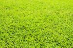 Green Grass Background Stock Photo