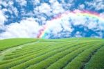 Tea Estate With Rainbow Stock Photo