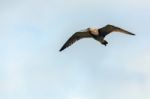 Eurasian Curlew (numenius Arquata) Stock Photo