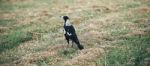 Australian Magpie Outdoors Stock Photo