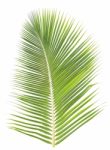 Coconut Leaf Isolated On White Background Stock Photo