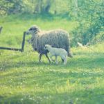 Sheep And Lamb On Green Field Stock Photo