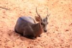 Brown Hog Deer Laying Stock Photo