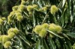 Sweet Chestnut (castanea Sativa Stock Photo