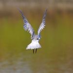 Little Tern Stock Photo