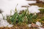 Blooming Snowdrops In The Spring Stock Photo