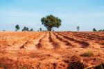 Mango Tree On Cassava Plantation Stock Photo