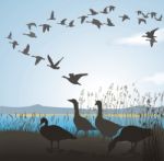 Migrating Geese Stock Photo