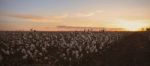 Cotton Field In Oakey, Queensland Stock Photo