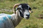 Portrait Of A Goat Near The Village Of Conistone In The Yorkshir Stock Photo