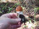 Collection And Preparation Of Autumn Edible Mushrooms  Stock Photo