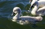 Cute Young Mute Swans Are Swimming Stock Photo