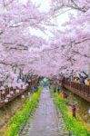 Jinhae,korea - April 4 : Jinhae Gunhangje Festival Is The Largest Cherry Blossom Festival In Korea.tourists Taking Photos Of The Beautiful Scenery Around Jinhae,korea On April 4,2015 Stock Photo