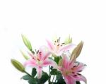 Pink Lily Flower Bouquet Stock Photo