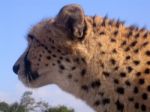 Cheetah Closeup In South Africa Stock Photo