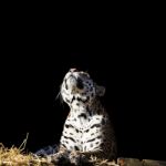 Leopard Looks Up On The Dark Background Stock Photo