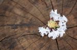 White  Tabebuia Rosea Blossom On Wood Background Stock Photo