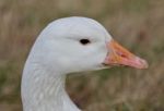 Beautiful Close Image With A Strong Snow Goose On The Grass Field Stock Photo