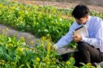 Students Are Studying Vegetables In The Garden Stock Photo