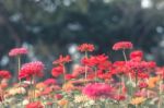 Colorful Flowers For Background Stock Photo