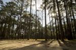 Pine Tree Park With Sunlight And Sunset Shadow At Suan Son Bor K Stock Photo