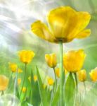 The Crumpled Of Beautiful Yellow Tulips Stock Photo