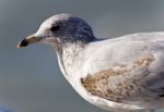 Beautiful Photo Of A Cute Gull On A Shore Stock Photo