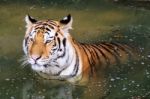 Tiger In The Water Stock Photo