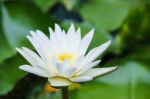 Water Lily On A Pond Stock Photo