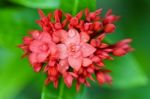 Red Flower Of West Indian Jasmine ( Ixora Chinensis Lamk ) Stock Photo