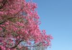 Lapacho En Flor Primavera Stock Photo