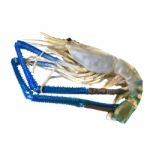 Fresh Water Shrimp Prawn Isolated White Stock Photo