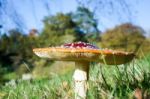 Fly Agaric Toadstool (amanita Muscaria) Stock Photo