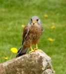 Kestrel On A Rock Stock Photo