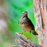 Female Japanese Thrush Stock Photo