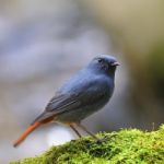 Male Plumbeous Redstart Stock Photo