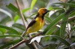 Black-necked Weaver (ploceus Nigricollis) Stock Photo