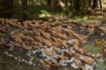 Fungi On A Dead Tree Stock Photo