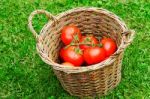 Tomatoes in Bamboo Basket Stock Photo