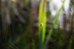 Spider On Web Stock Photo