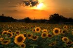 Sunflowers At Sunset Stock Photo