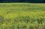 Sunflower Field Stock Photo