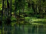 Green Reflections On The Firm Lake Stock Photo