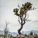 Tree Clinging Onto Life At Mammoth Hot Springs Stock Photo